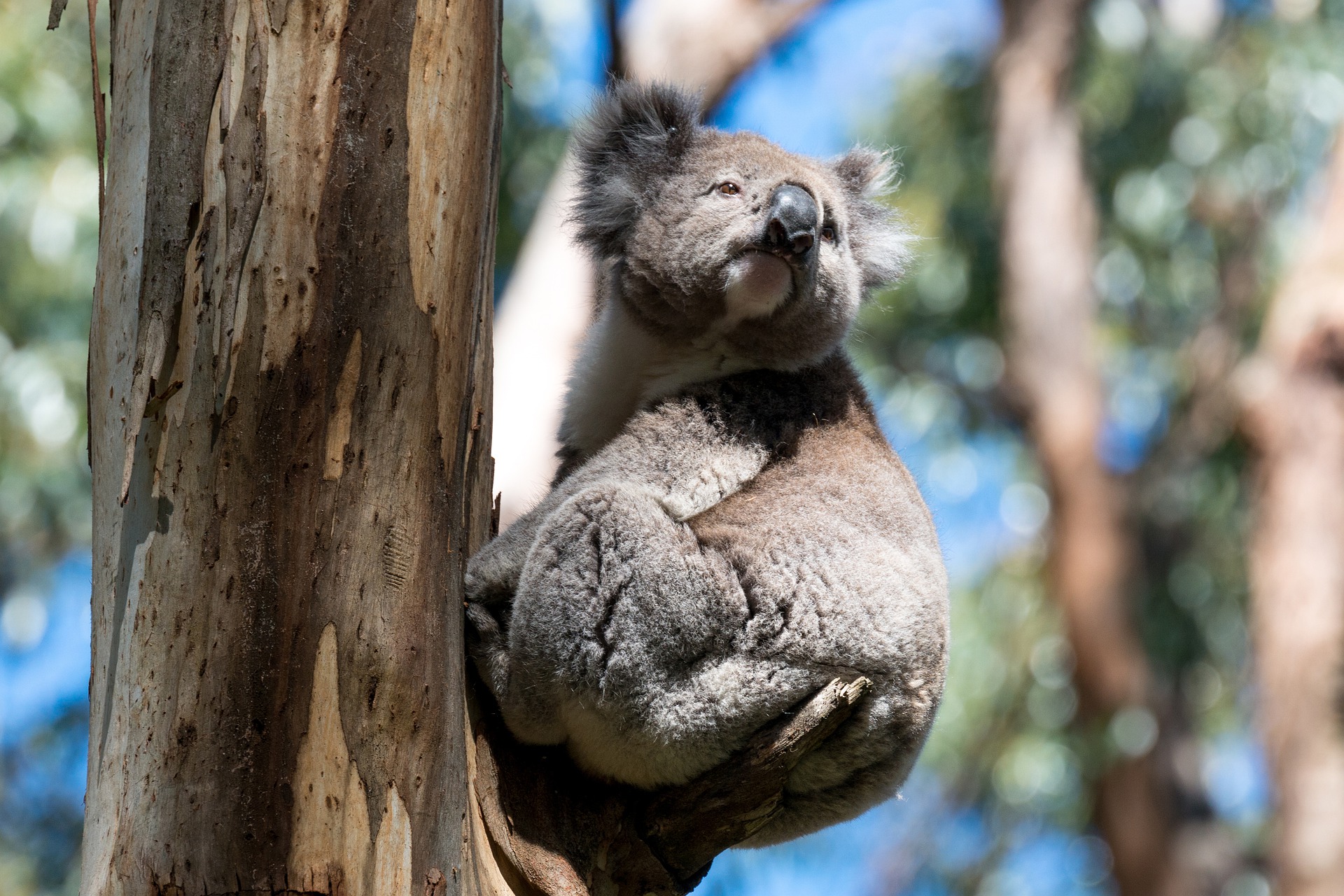 Species Threat Abatement and Recovery Metric