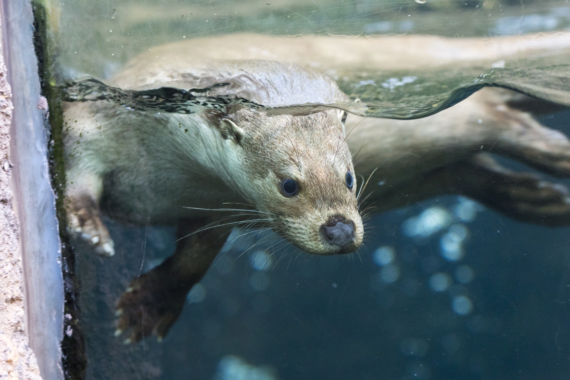 IUCN Red List of Threatened Species