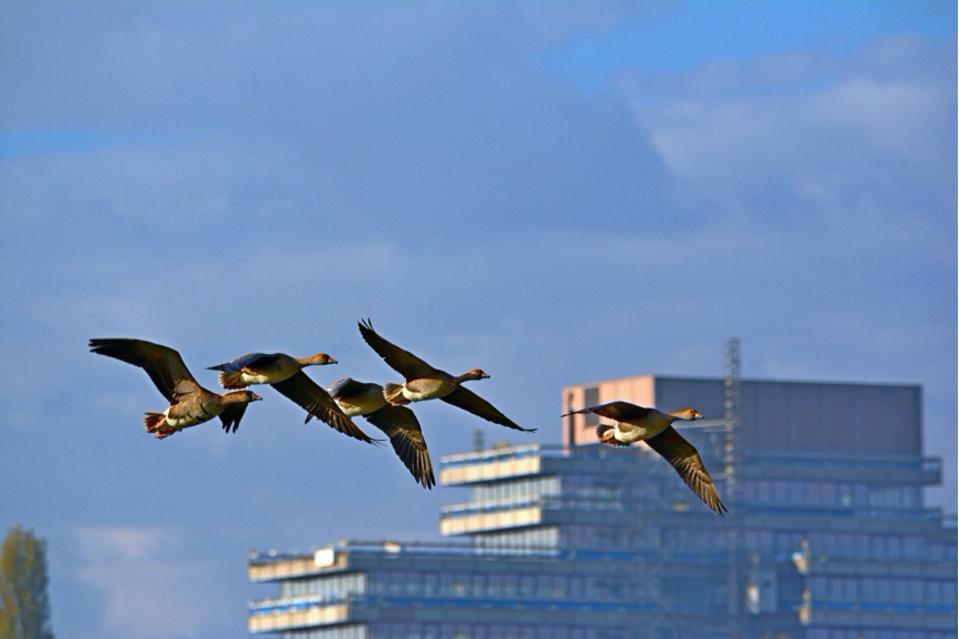 The climate change and biodiversity loss nexus